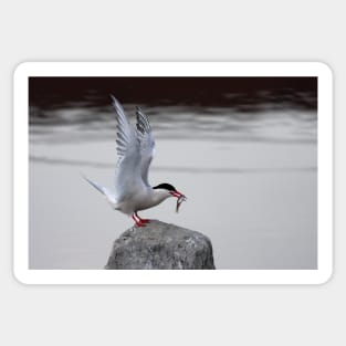 Common Tern Sticker